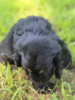 Laddy, a male Cocker Spaniel for sale in Hardy, AR – 4 of 9