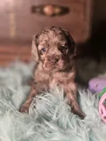 Willow, a female Cocker Spaniel for sale in Hardy, AR – 7 of 10