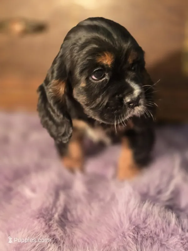 Smudge – Cocker Spaniel puppy for sale in Hardy, AR