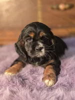 Smudge, a female Cocker Spaniel for sale in Hardy, AR – Photo 2 of 9