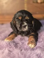 Smudge, a female Cocker Spaniel for sale in Hardy, AR – Photo 8 of 9