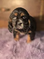 Smudge, a female Cocker Spaniel for sale in Hardy, AR – Photo 6 of 9
