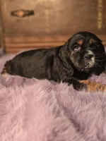 Smudge, a female Cocker Spaniel for sale in Hardy, AR – Photo 9 of 9