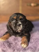 Smudge, a female Cocker Spaniel for sale in Hardy, AR – Photo 4 of 9