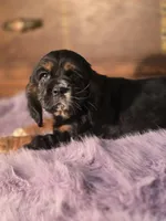 Smudge, a female Cocker Spaniel for sale in Hardy, AR – Photo 3 of 9