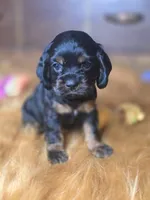 Midnight , a male Cocker Spaniel for sale in Hardy, AR – 3 of 10