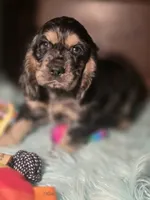Sassy, a male Cocker Spaniel for sale in Hardy, AR – 8 of 10