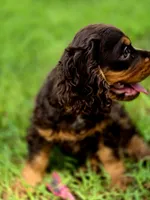Adam, a male Cocker Spaniel for sale in Hardy, AR – 8 of 10