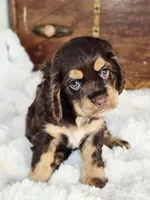 Cocoa, a female Cocker Spaniel for sale in Hardy, AR – 9 of 9