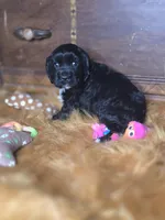 Ebony , a female Cocker Spaniel for sale in Hardy, AR – 5 of 10