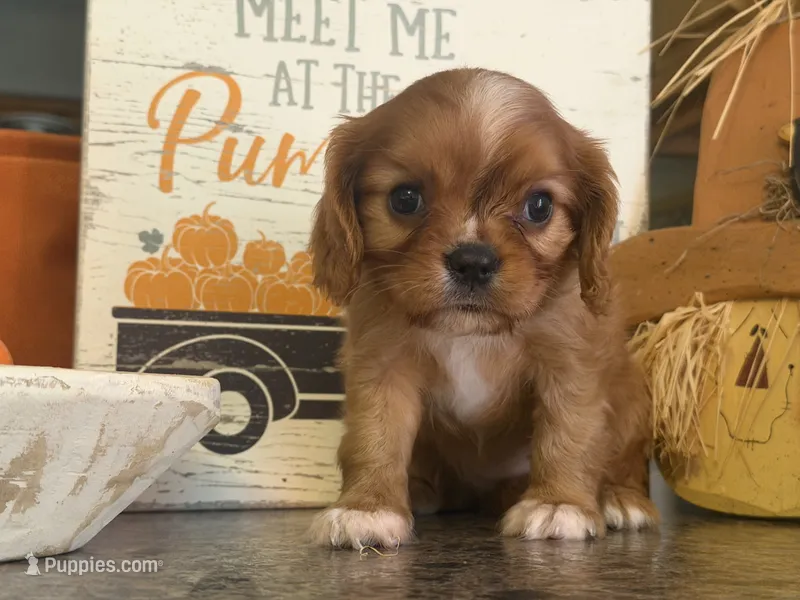 Penny – Cavalier King Charles Spaniel puppy for sale in Hardy, AR