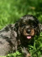 Sissy, a female Cocker Spaniel for sale in Hardy, AR – 9 of 10