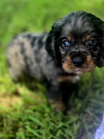 Sissy, a female Cocker Spaniel for sale in Hardy, AR – 7 of 10