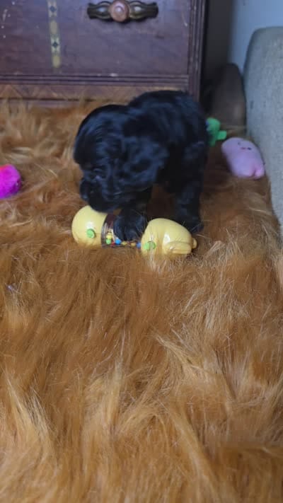 Cameron , a male Cocker Spaniel for sale in Hardy, AR – 10 of 10