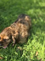 Zack, a male Cocker Spaniel for sale in Hardy, AR – 3 of 6