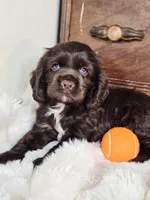 Hershey , a male Cocker Spaniel for sale in Hardy, AR – 5 of 9