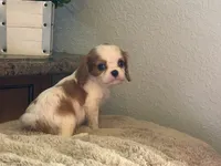 Emma, a female Cavalier King Charles Spaniel for sale in Hardy, AR – 3 of 5