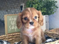 Harry, a male Cavalier King Charles Spaniel for sale in Hardy, AR – 6 of 7
