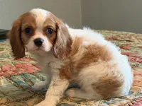 Stormy, a male Cavalier King Charles Spaniel for sale in Hardy, AR – 5 of 5