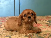 Miley, a female Cavalier King Charles Spaniel for sale in Hardy, AR – 4 of 4