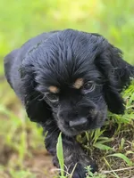 Laddy, a male Cocker Spaniel for sale in Hardy, AR – 5 of 9
