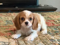 Stormy, a male Cavalier King Charles Spaniel for sale in Hardy, AR – 3 of 5