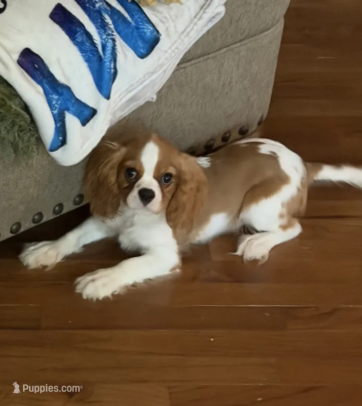 Parker – Cavalier King Charles Spaniel puppy for sale in Hardy, AR
