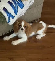 Parker, a male Cavalier King Charles Spaniel for sale in Hardy, AR – 1 of 9