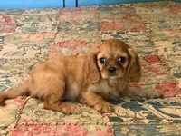 Spring, a female Cavalier King Charles Spaniel for sale in Hardy, AR – 4 of 4