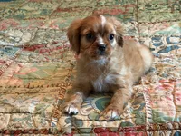 Paisley, a female Cavalier King Charles Spaniel for sale in Hardy, AR – 3 of 5