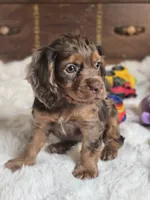 Moose Tracks, a male Cocker Spaniel for sale in Hardy, AR – 1 of 9