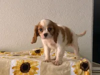 Isabella, a female Cavalier King Charles Spaniel for sale in Hardy, AR – 6 of 7