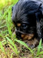 Beautiful Girl, a female Cocker Spaniel for sale in Hardy, AR – 9 of 9