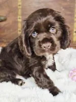 Hershey , a male Cocker Spaniel for sale in Hardy, AR – 4 of 9