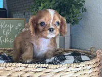 Annie, a female Cavalier King Charles Spaniel for sale in Hardy, AR – 2 of 8
