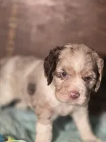 Aroura, a female Cocker Spaniel for sale in Hardy, AR – 4 of 10