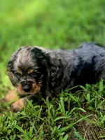 Sissy, a female Cocker Spaniel for sale in Hardy, AR – 9 of 10