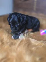 Cameron , a male Cocker Spaniel for sale in Hardy, AR – 6 of 10