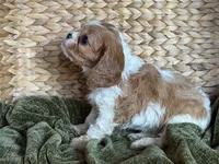 Parker, a male Cavalier King Charles Spaniel for sale in Hardy, AR – 4 of 5