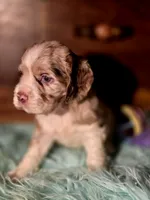 Aroura, a female Cocker Spaniel for sale in Hardy, AR – 9 of 10