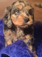 Magic, a male Cockapoo for sale in Hardy, AR – Photo 6 of 6