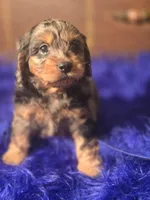 Magic, a male Cockapoo for sale in Hardy, AR – Photo 3 of 6