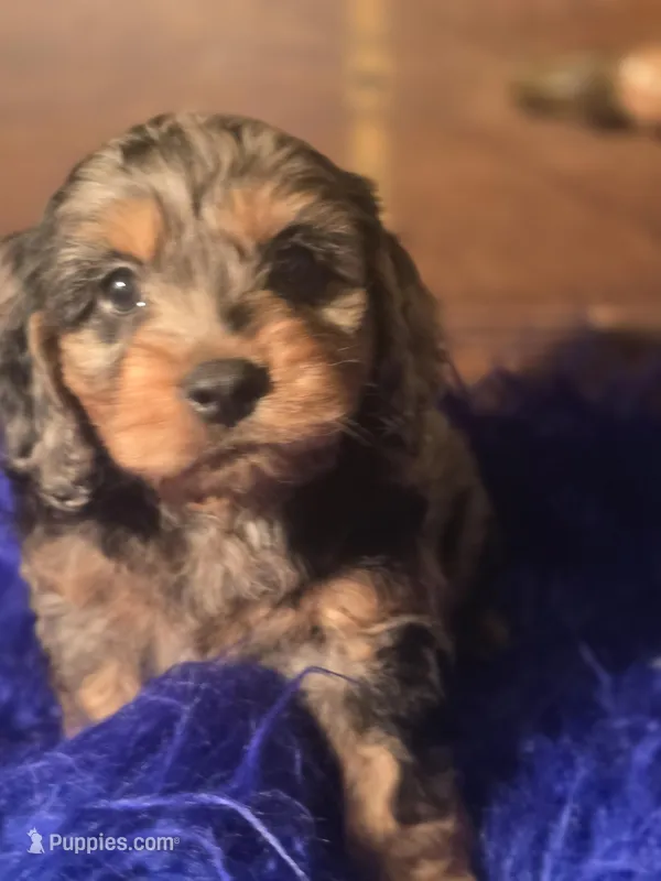 Magic – Cockapoo puppy for sale in Hardy, AR
