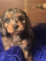 Magic, a male Cockapoo for sale in Hardy, AR – Photo 1 of 6