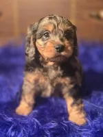 Magic, a male Cockapoo for sale in Hardy, AR – Photo 5 of 6