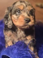 Magic, a male Cockapoo for sale in Hardy, AR – Photo 4 of 6