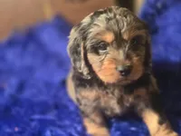 Magic, a male Cockapoo for sale in Hardy, AR – Photo 2 of 6