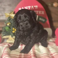 Midnight, a male Cockapoo for sale in Hardy, AR – Photo 4 of 8