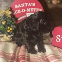 Midnight, a male Cockapoo for sale in Hardy, AR – Photo 6 of 8