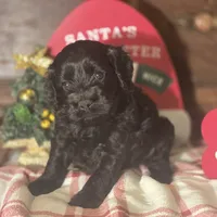 Midnight, a male Cockapoo for sale in Hardy, AR – Photo 2 of 8